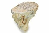 Fossil Columbian Mammoth Molar - Somervell County, Texas #284209-4